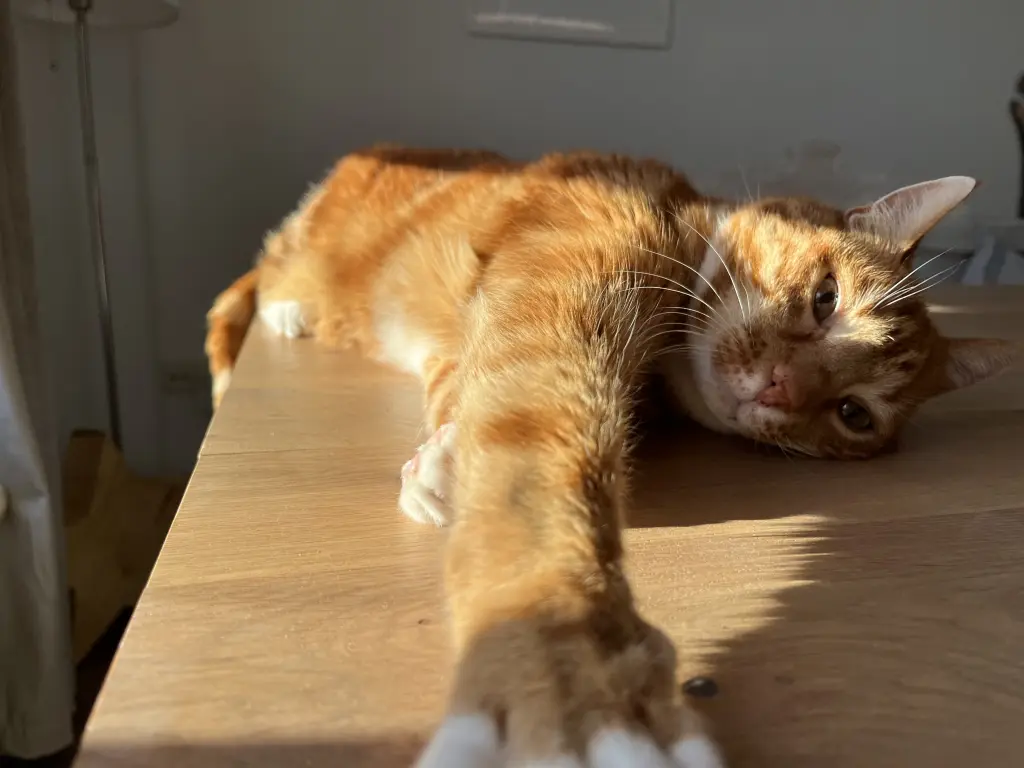 Image from Mucki