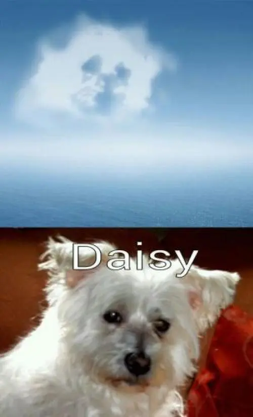 Image from Daisy