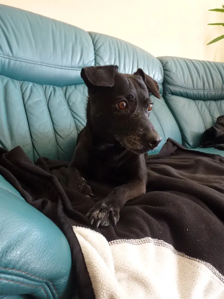 Image from Pepper