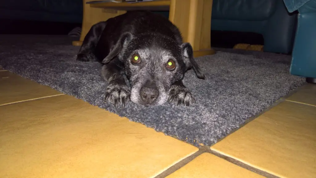 Image from Pepper