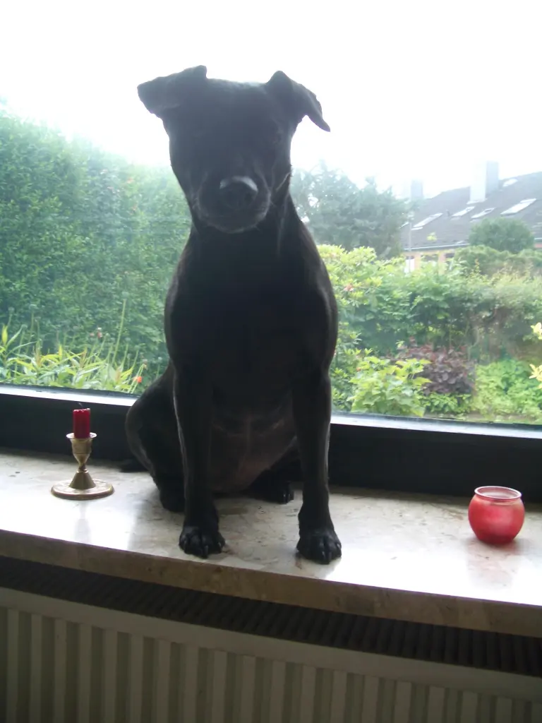 Image from Pepper