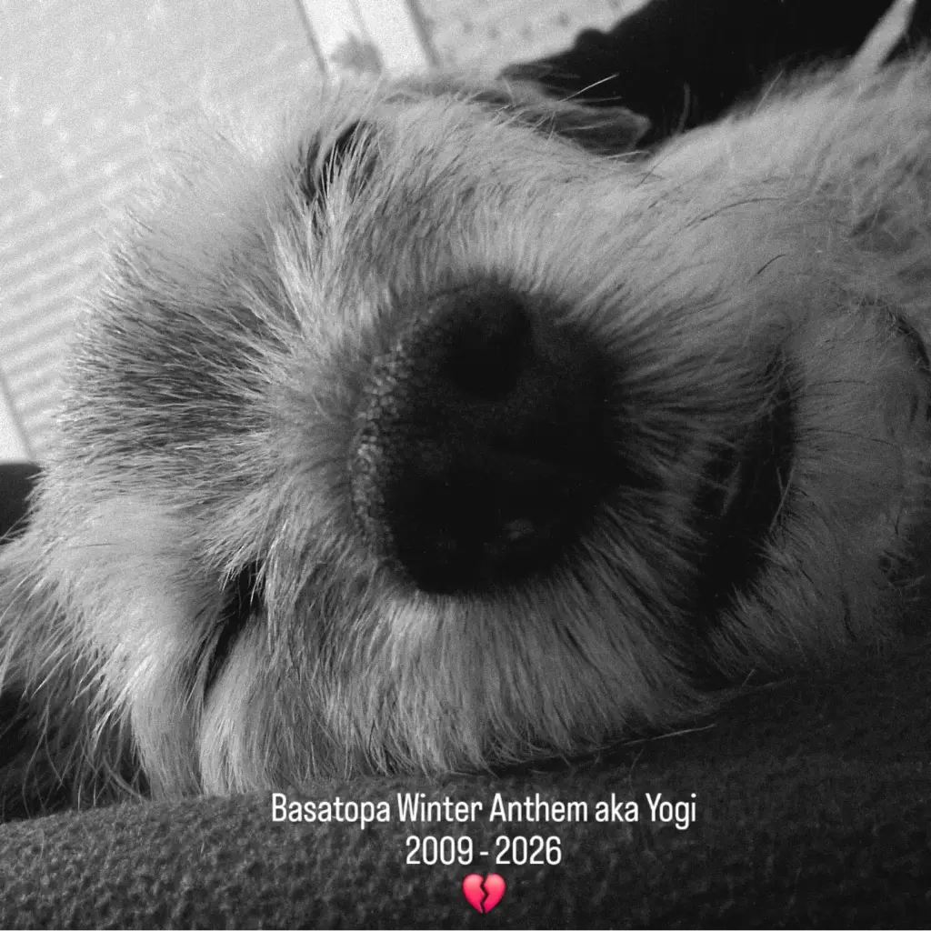 Image from Yogi