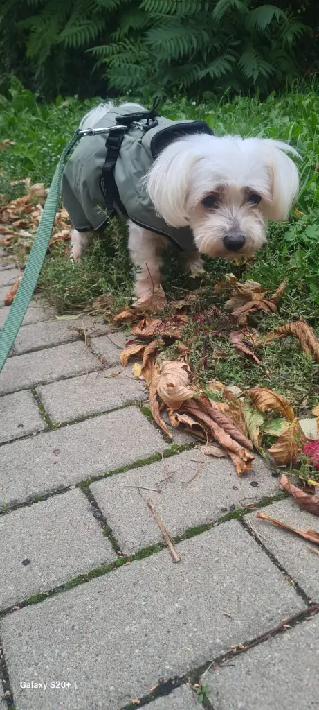 Schnuffl