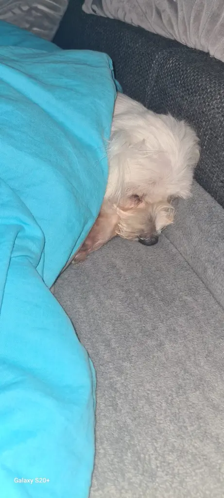 Kuschelmaus