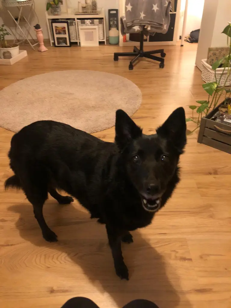 Gibt es noch ein Leckerchen