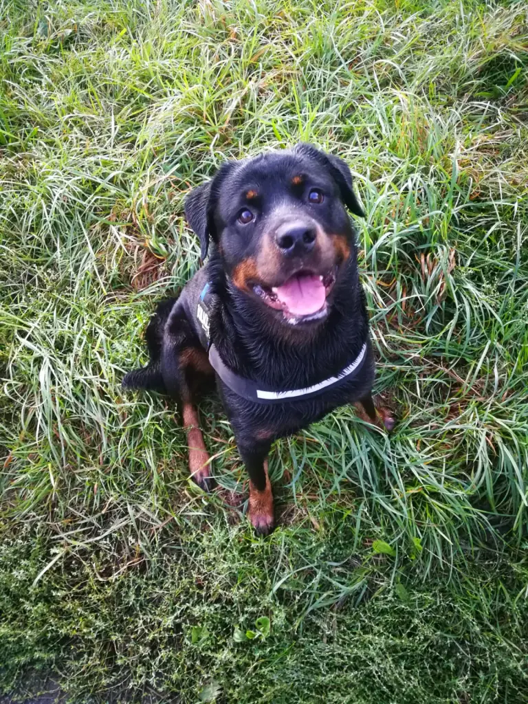 Image from Buster