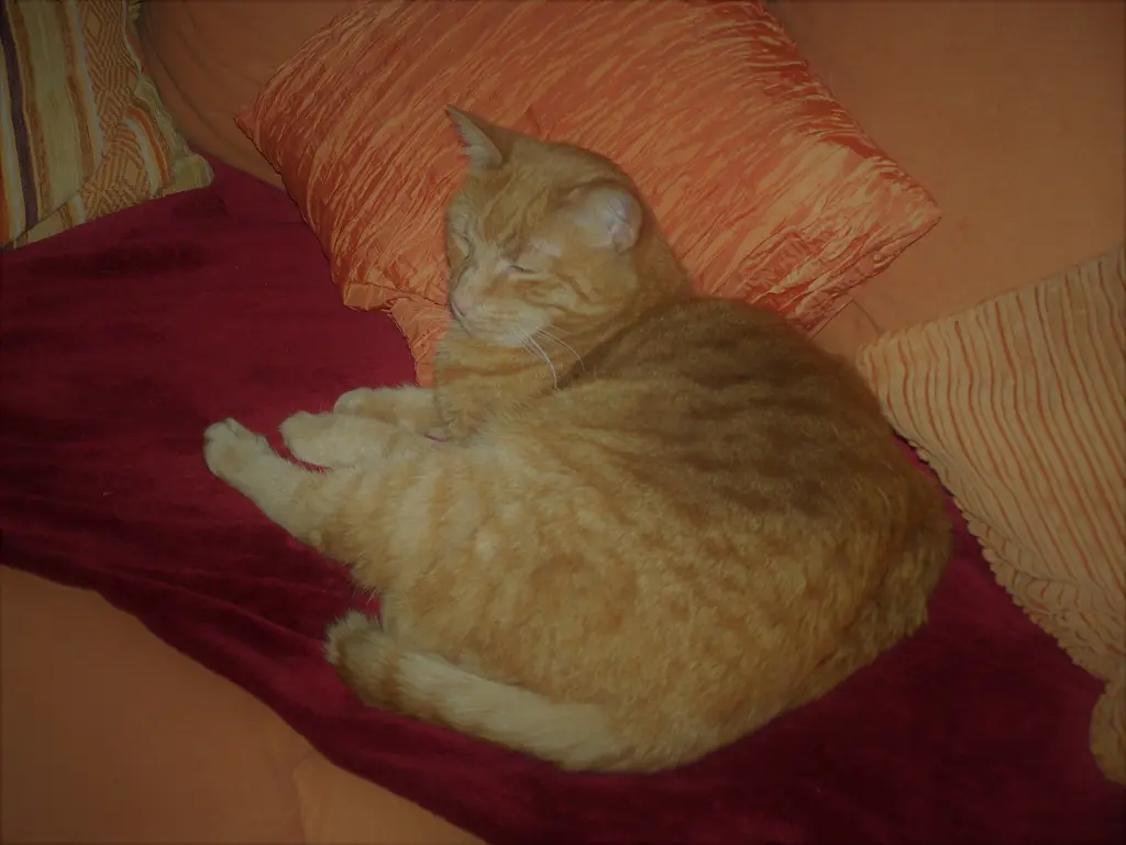 Image from Trixi