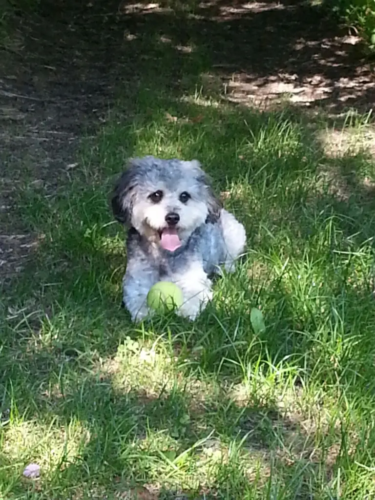 Andachtsbild von Anita