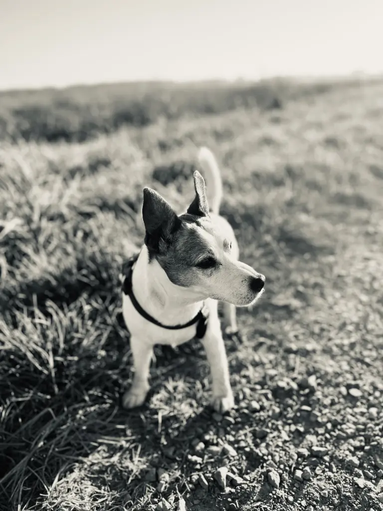 Condolence image of Sandra mit Spikie im ❤️