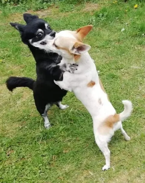 Wicky und Becky