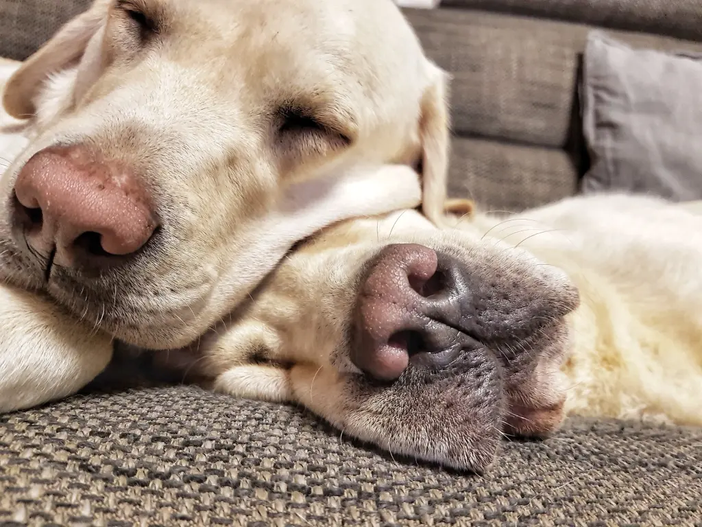 Andachtsbild von Finley