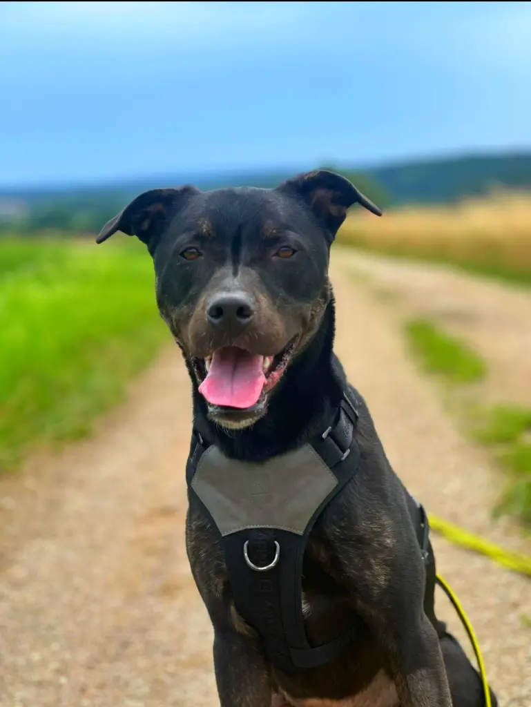 Andachtsbild von Stefanie