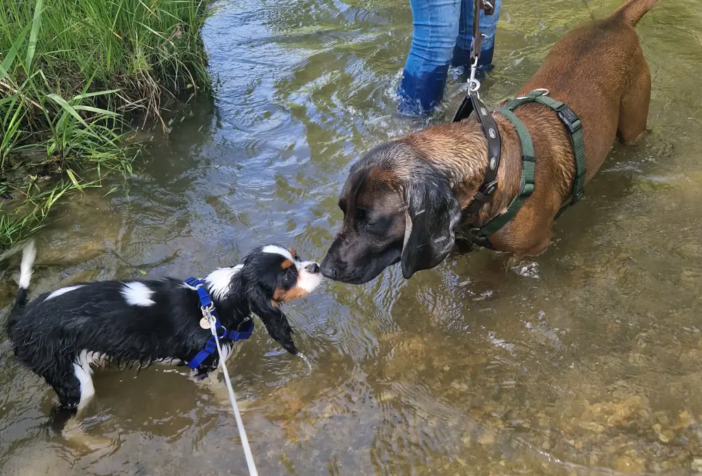 Condolence image of Ines Lechner