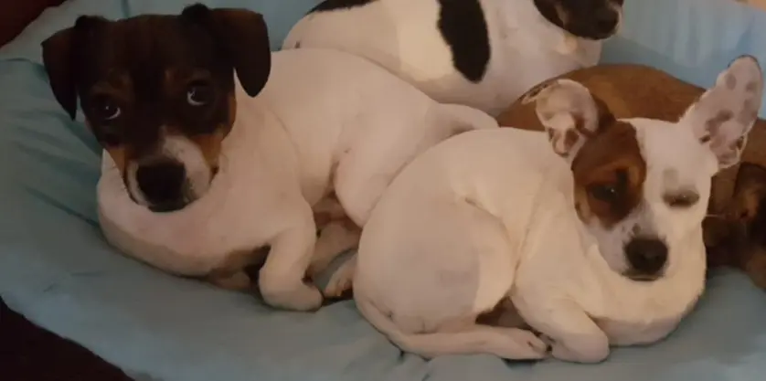 Andachtsbild von Dein Papa Paco 🐾 mit Herrchen Sven