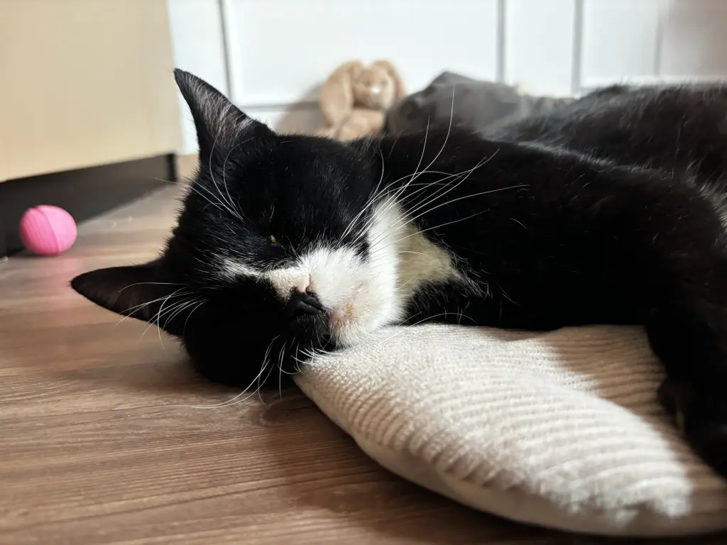 Image from Söckchen