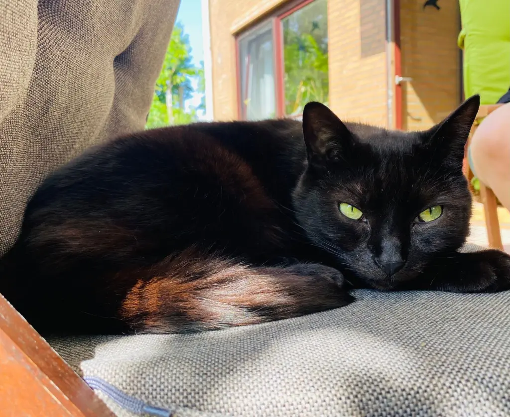 Bild von Sima
