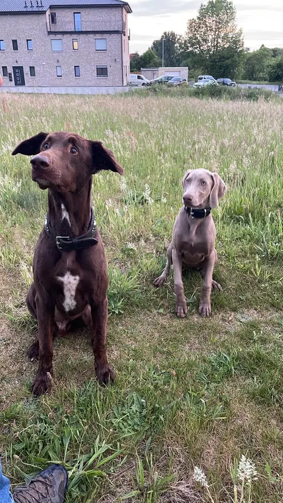 Condolence image of Sven Hunde Papa von Buddy