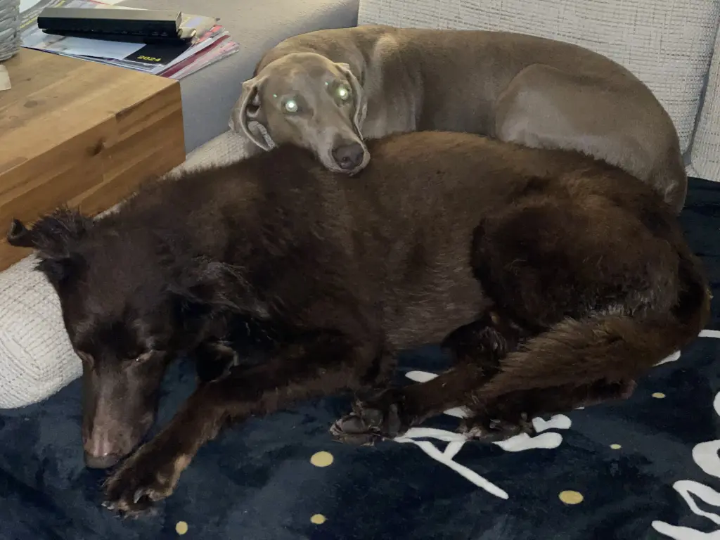Condolence image of Hunde Herrchen von Buddy