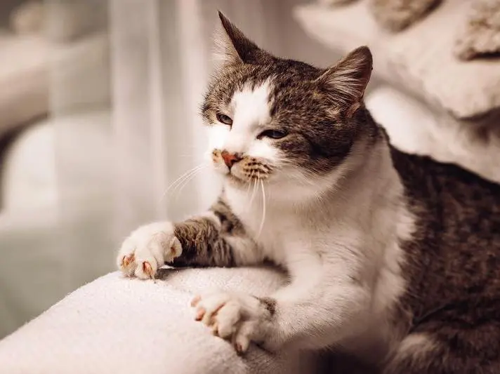 Image from Muffin