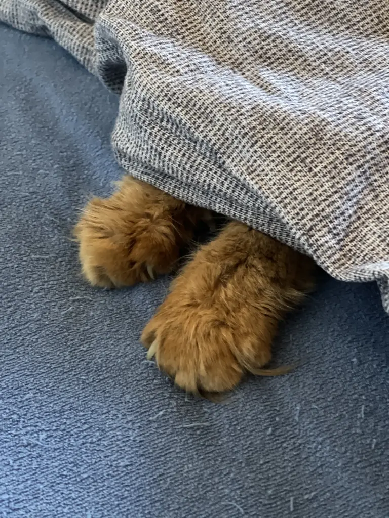 Condolence image of Steffi mit Triton