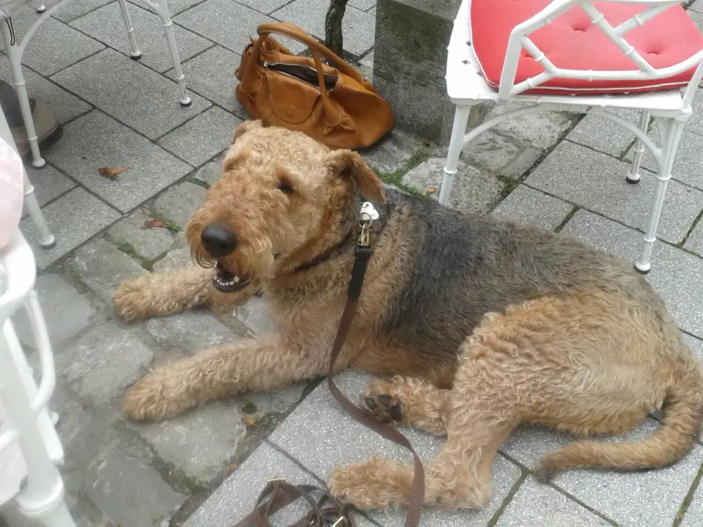 Condolence image of für Lassy ...... Gabi mit Max im Herzen 
