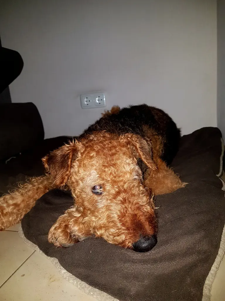 Condolence image of Silke
