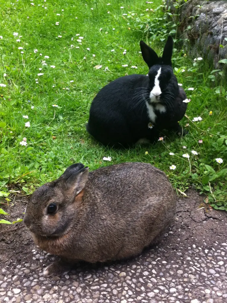 Condolence image of Drina mit Jasper im Herzen