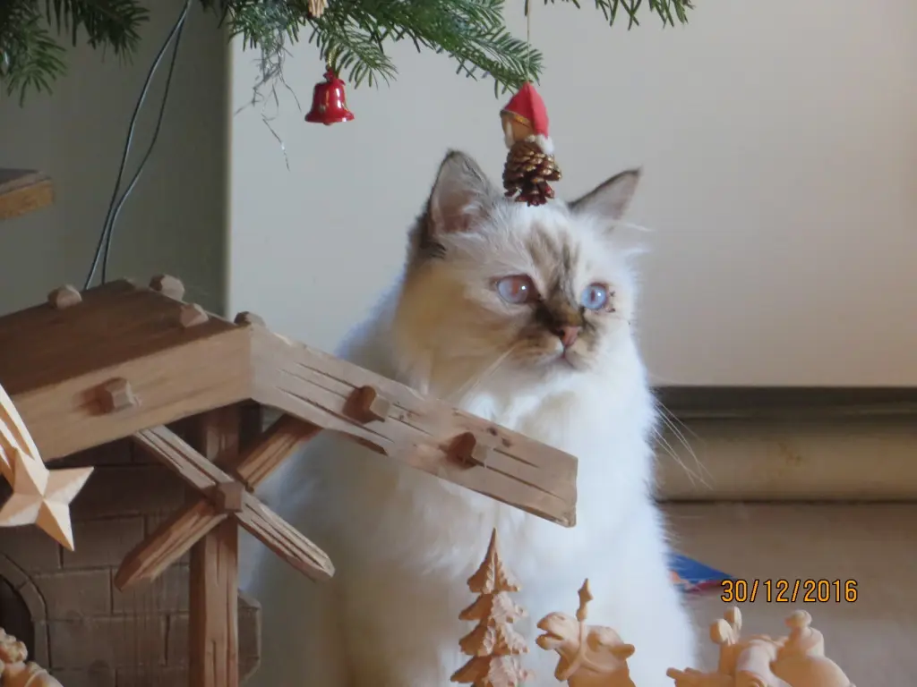 Andachtsbild von Uschi mit Seelenkatzen Jojo und Merlin