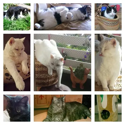 Andachtsbild von Ilse mit Gismo, Fee und Minna tief im Herzen