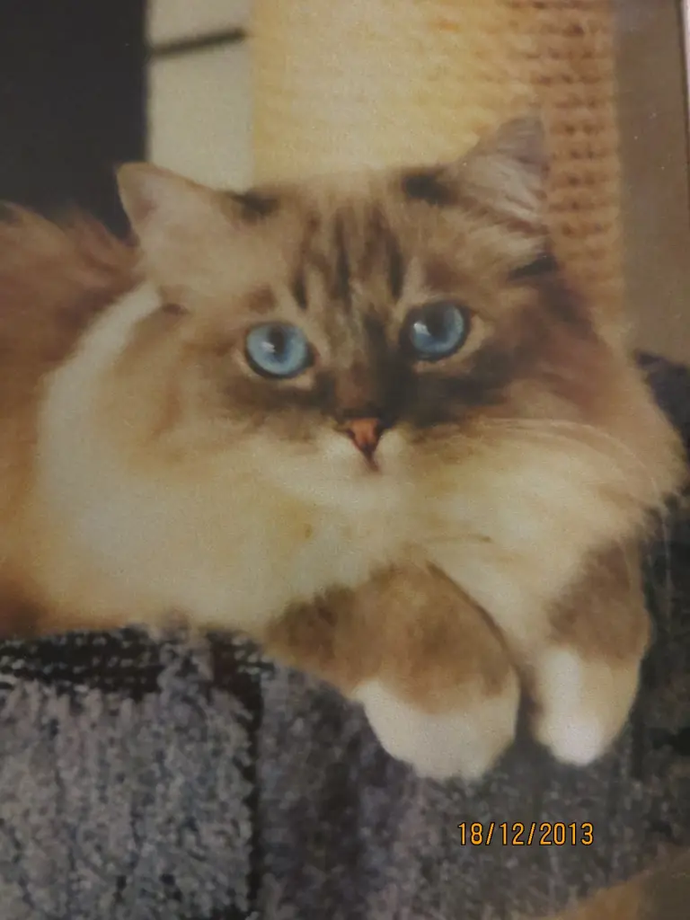 Andachtsbild von Uschi mit Seelenkatzen Jojo und Merlin