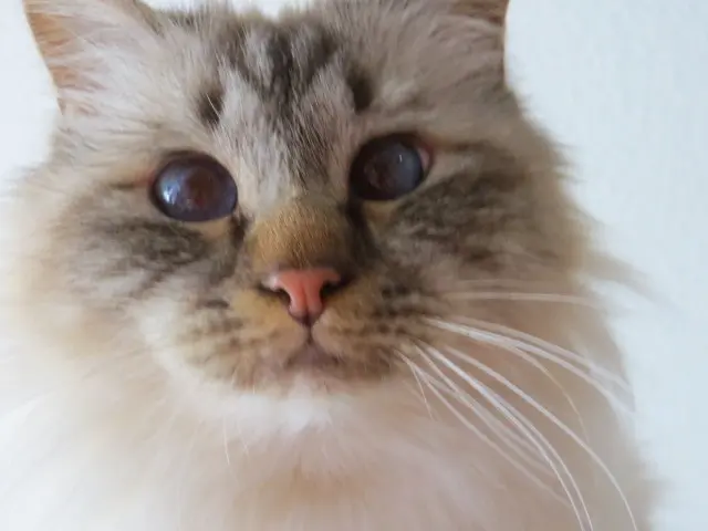 Andachtsbild von Uschi mit Seelenkatzen Jojo und Merlin