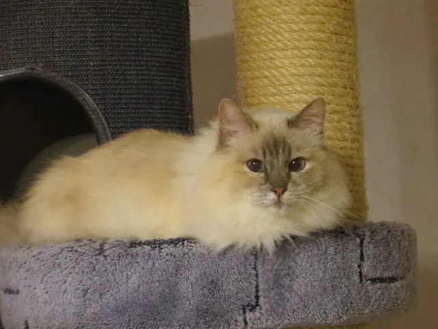 Andachtsbild von Uschi mit Seelenkatzen Jojo und Merlin