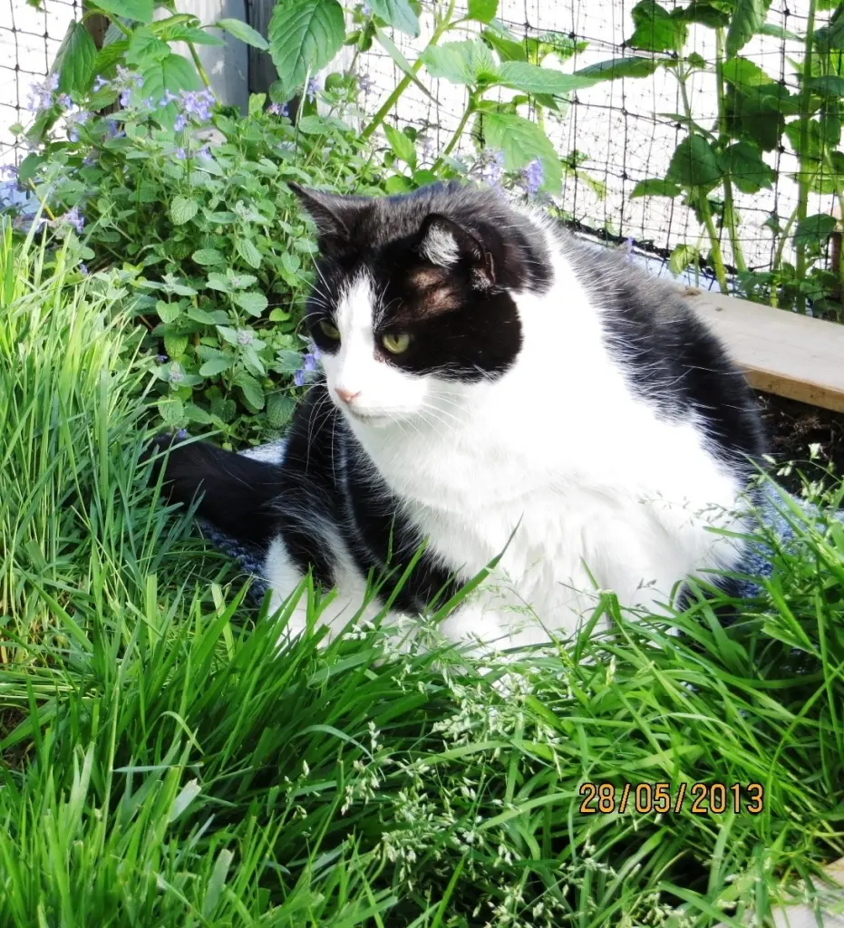 Andachtsbild von Ilse mit Gismo, Fee und Minna tief im Herzen