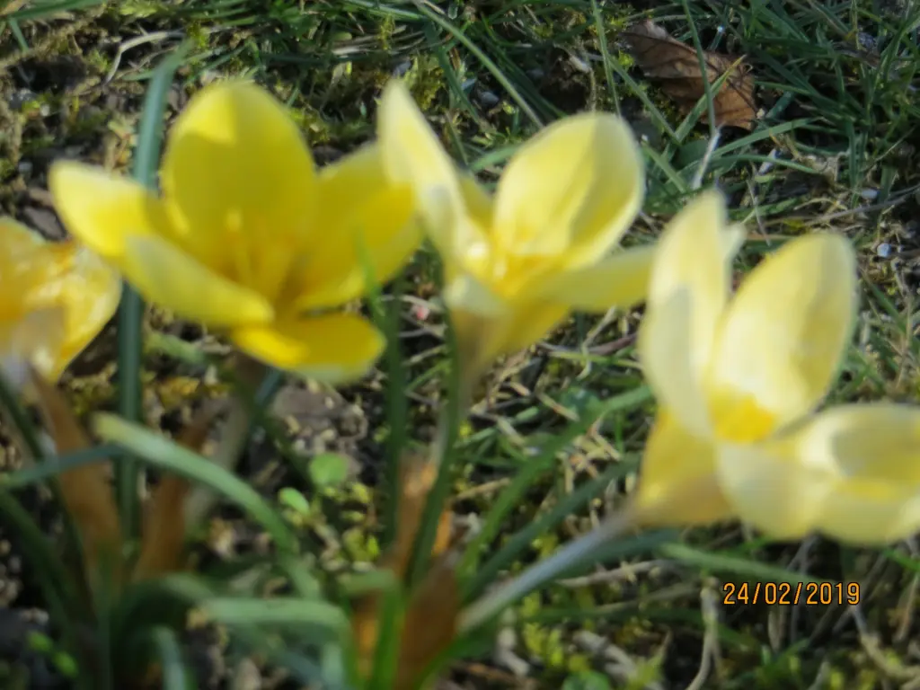 Andachtsbild von Uschi mit Seelenkatzen Jojo und Merlin