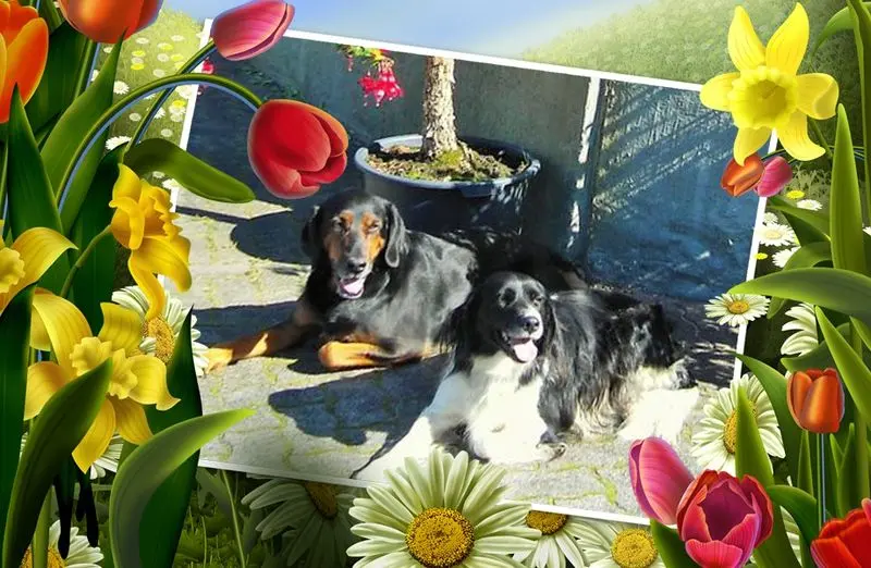 Andachtsbild von Brigitte mit Nelly, Benny und Axel im Herzen