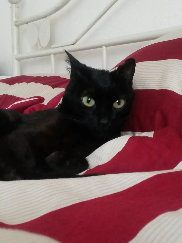 Andachtsbild von Anja mit Joy im Herzen ❤