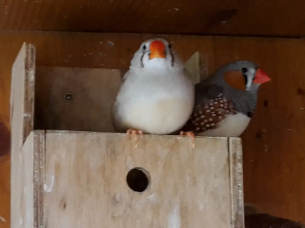 Andachtsbild von Jutta mit Purzel tief im Herzen 