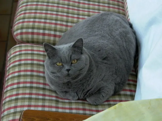 Andachtsbild von Hans u. Sibylle mit Momo † 13.11.2017