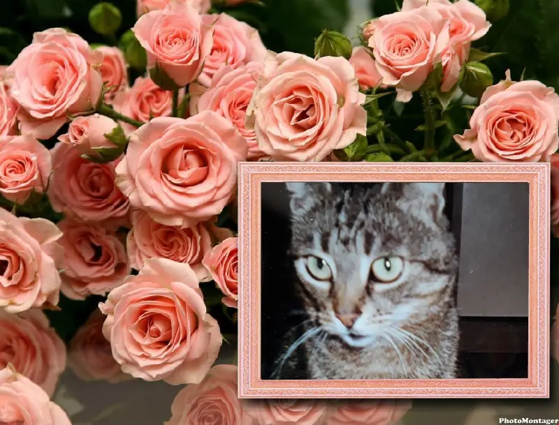 Andachtsbild von ❤️❤️❤️