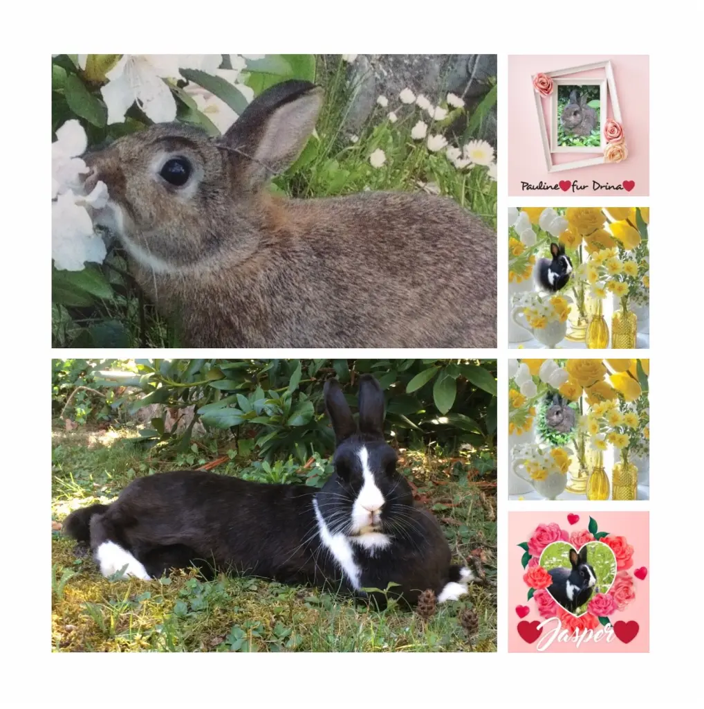 Andachtsbild von Eine Geburtstagsrose für Mulle 