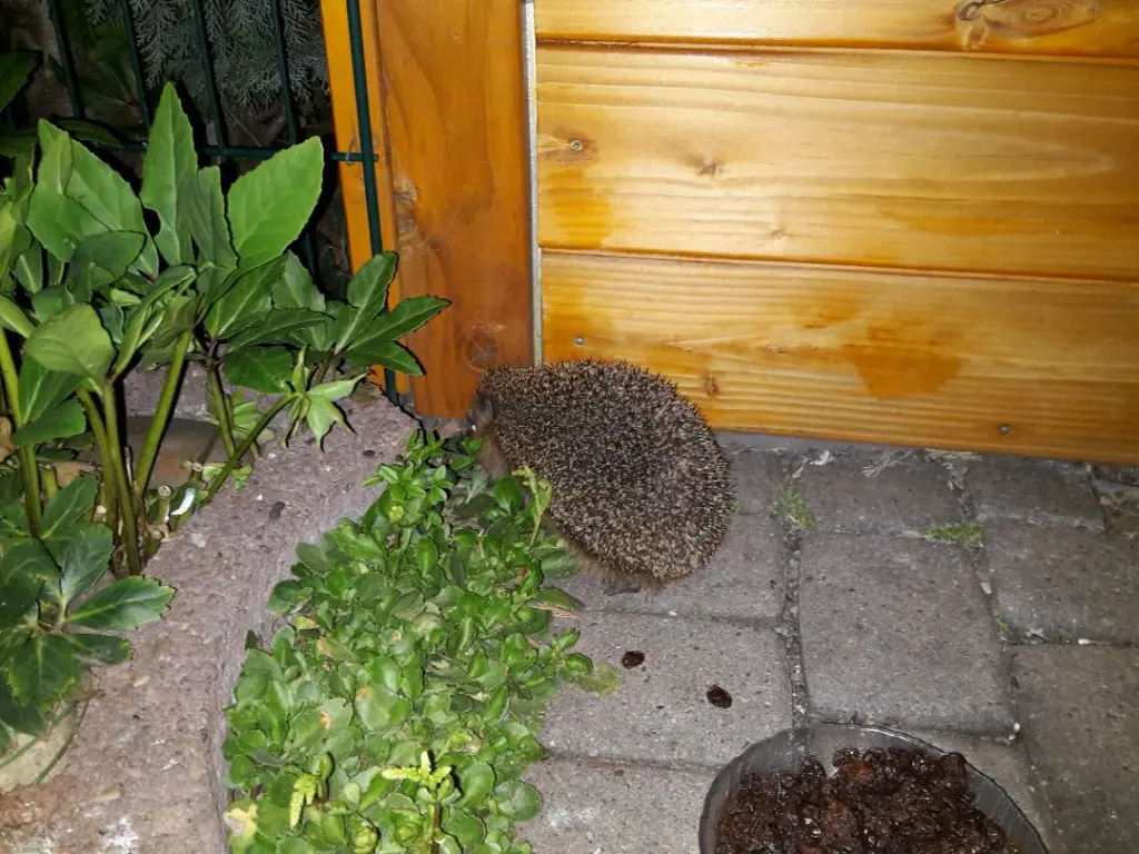 Andachtsbild von Jutta mit Purzel tief im Herzen ✟ 08.05.2016