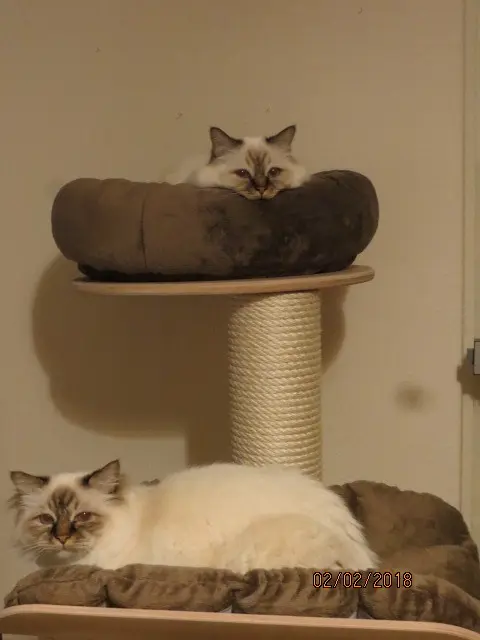 Andachtsbild von Uschi mit Seelenkatzen Jojo und Merlin