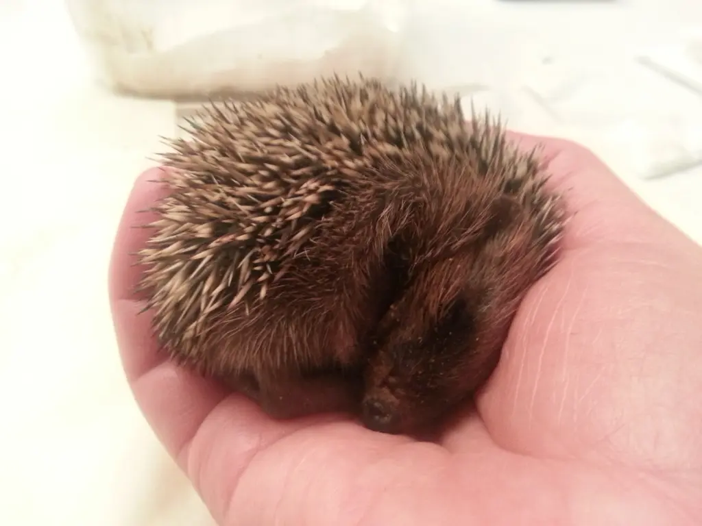 Andachtsbild von Marika mit Balou und Hippo im Herzen