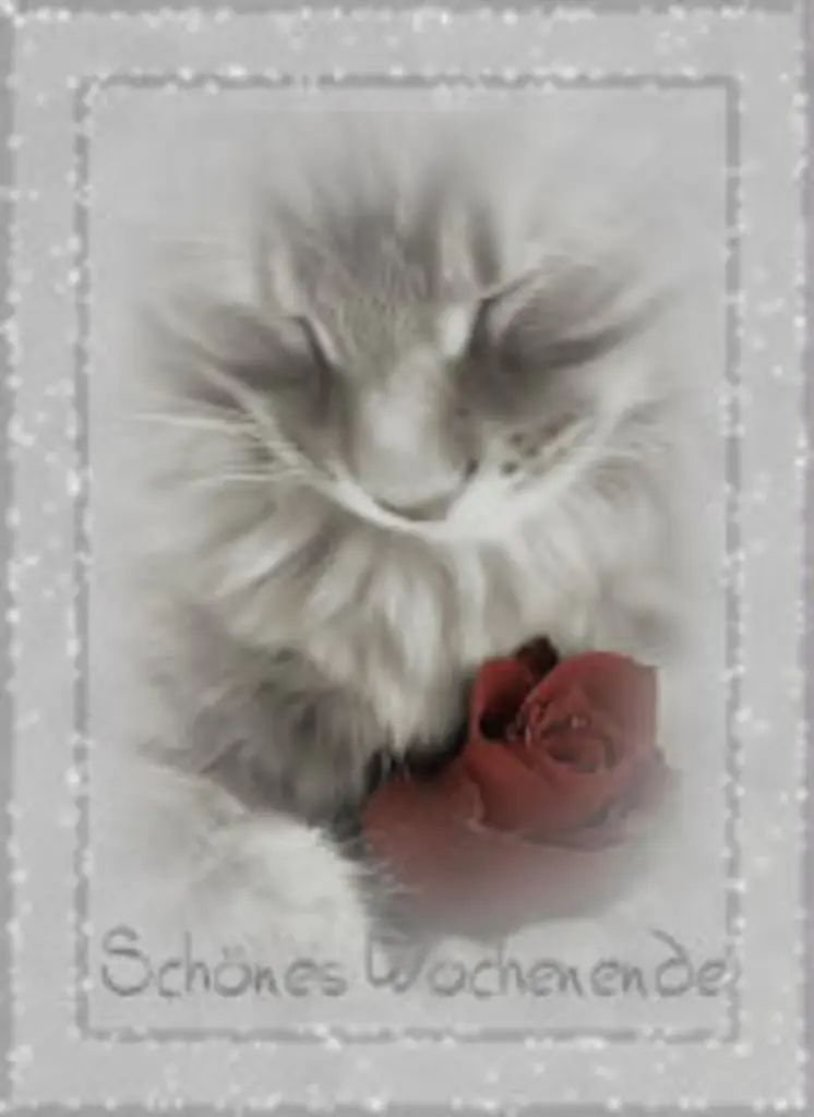 Andachtsbild von Uschi mit Seelenfreunden Shiva, Jojo und Merlin