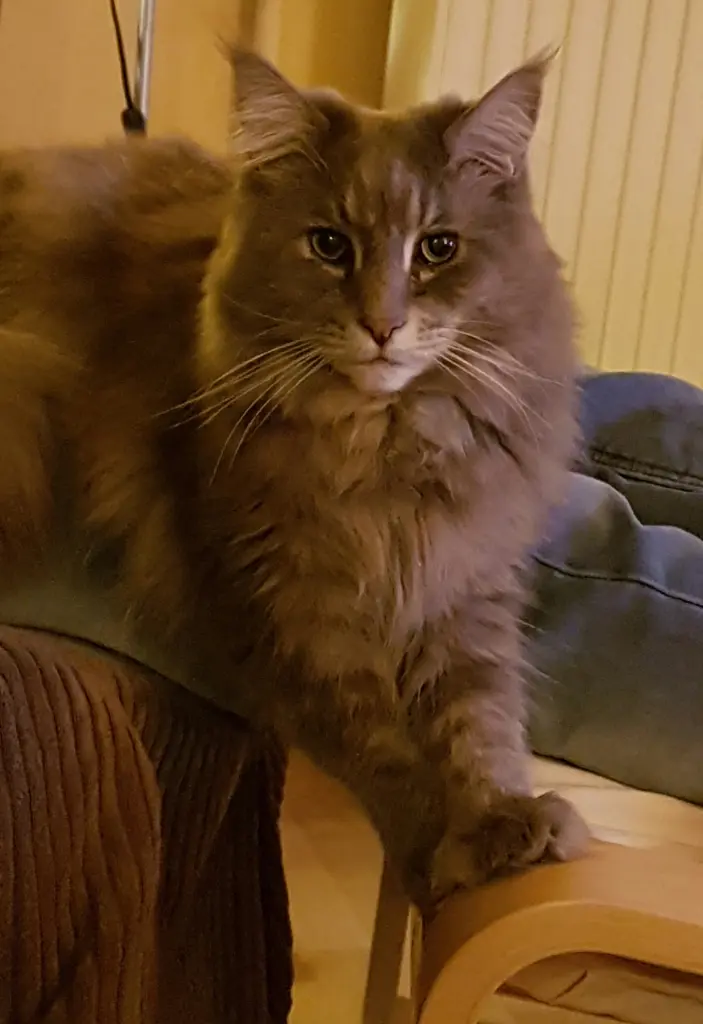 Andachtsbild von Brigitta mit Sam † 13.6.19