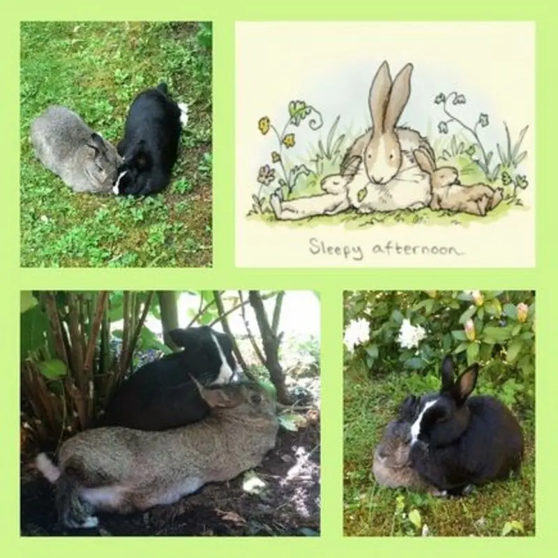 Andachtsbild von Montagsrosen für Mulle 