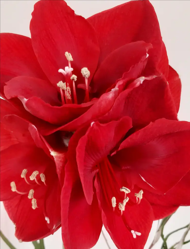 Andachtsbild von Anja mit Joy im Herzen ❤