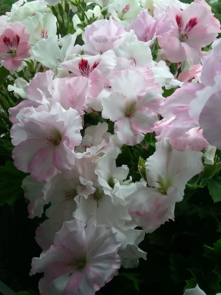 Andachtsbild von Anja mit Maja im ❤️