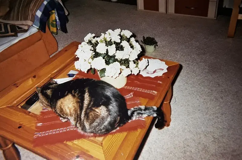 Andachtsbild von ♥️Deine Mutti Eike und Oma Edeltraud ♥️