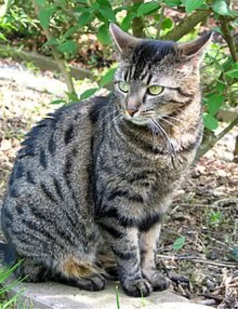 Andachtsbild von Tanja mit Timmy im Herzen 